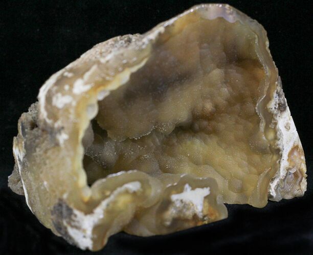 Agatized Fossil Coral Geode - Florida #22414